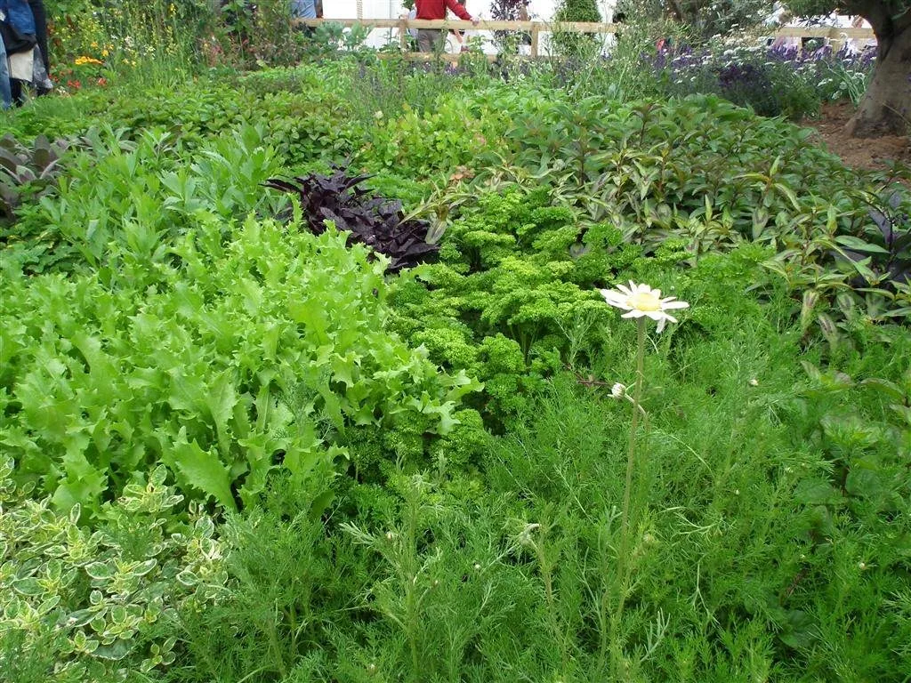 The rhs edible garden   centrepiece for 2011 show 4